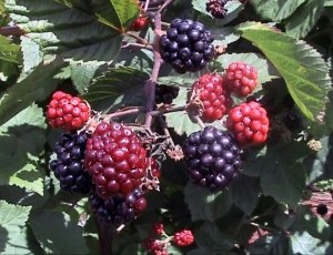 Blackberry Navajo Thornless